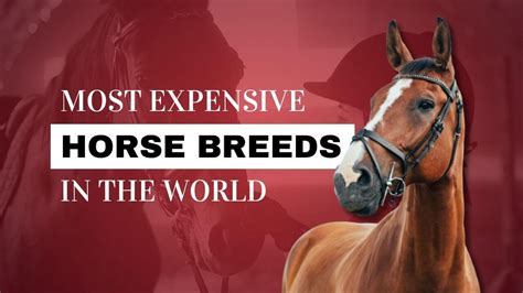 10 Most Expensive Horse Breeds In The World Strathorn Farm Stables
