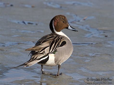 Better Know A Duck Northern Pintail