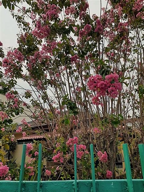 Wujud bunga tabebuya pun berbeda dengan sakura yang mahkota bunganya berlepasan. Bunga tabebuya | Bunga