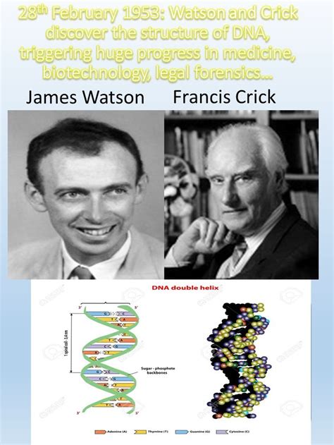 Discovery Of Dna Structure And Function By Watson And Crick Dna Dna