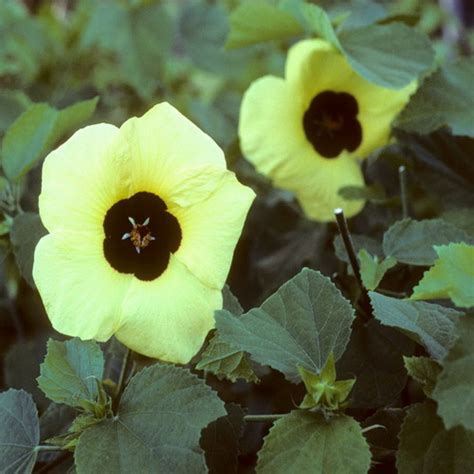 Delicious, unusual south american fruit tree. Peter Ferguson: Wild Hibiscus Flowers In Syrup South ...