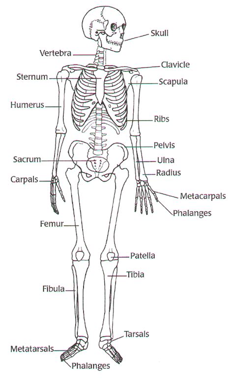 Skeletal System Black And White