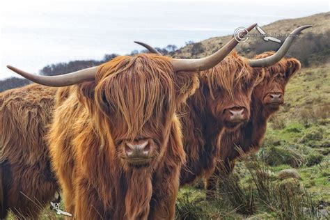 Highland Cow Pictures Highlands Of Scotland And Skye Highland Cow