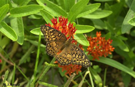 Two Other Orange And Black Butterflies Variegated Fritillary