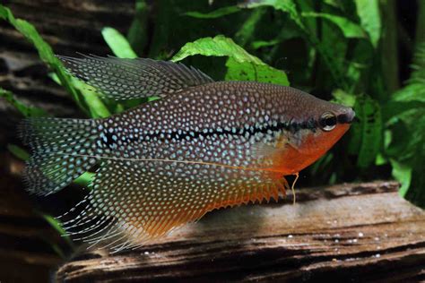Aquarium Fish Species By Common Name