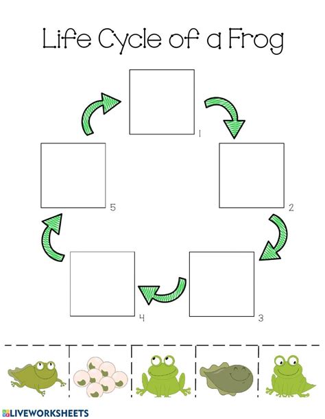 Life Cycle Of A Frog Worksheet Pdf Thekidsworksheet