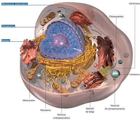 La célula humana El biologo loco