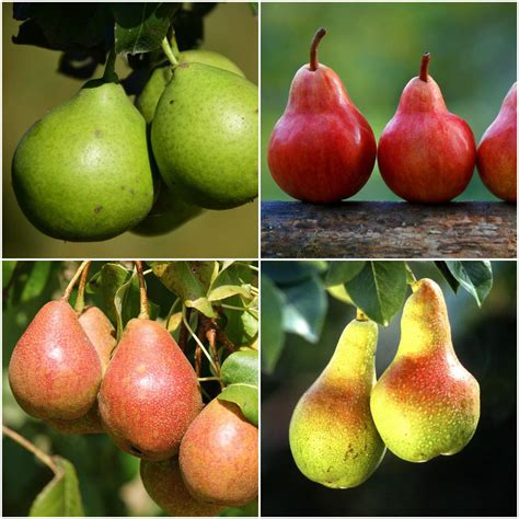 Bare root fruit trees online. Online Orchards 4-in-1 Pear Jubilee Tree Bare Root-CBPR004 ...