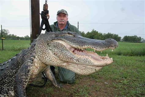Alligator Hunting Big Business Across The South Feature Big Game