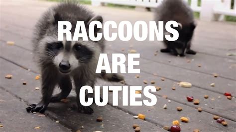 Raccoons Being Their Adorable Selves Compilation Youtube