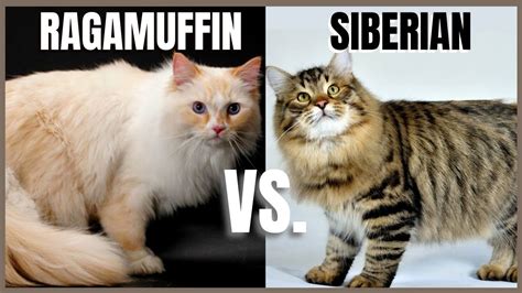 Ragamuffin Cat Vs Siberian Cat Youtube