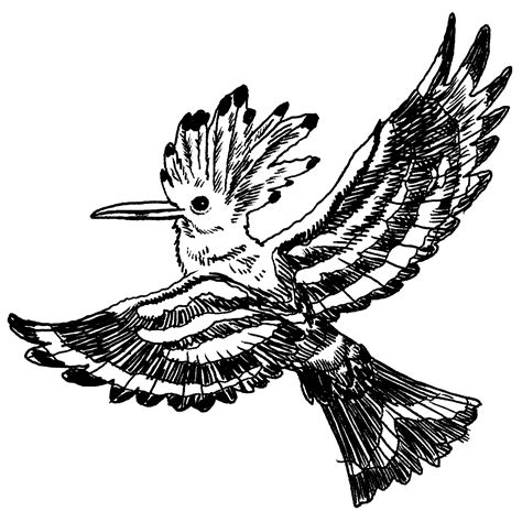 The Hoopoe Emissary Of Kings Secreter Of Stink Audubon