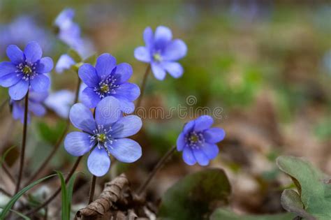 Blue Hepatica Flower In Forest Stock Photo Image Of Macro Liverwort