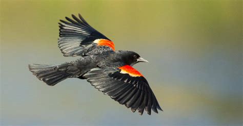 Red Winged Blackbird Pictures Az Animals