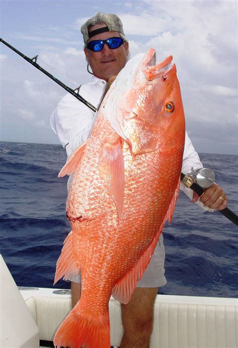 Red Snapper World Record ⋆ Mrwiffelure Is Made In The Usa