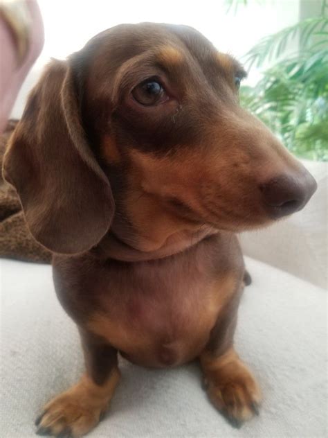 Some dogs require a home with no children, some require another playful pup around, each. Dachshund Rescue of South Florida has a 7 month old puppy ...