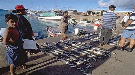Cheaper Fish In Tonga To Help Curb Ncd Epidemic Loop Tonga