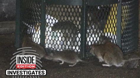 Gigantic Rats Roam Nycs Central Park And Manhattans Upper West Side