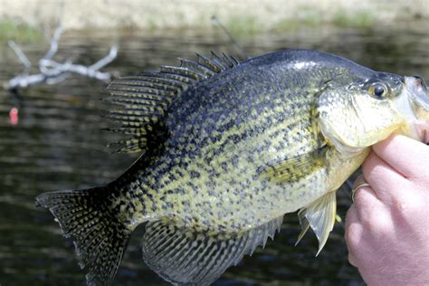 Crappie Fishing Tips How To Fish For Crappie Top Secrets