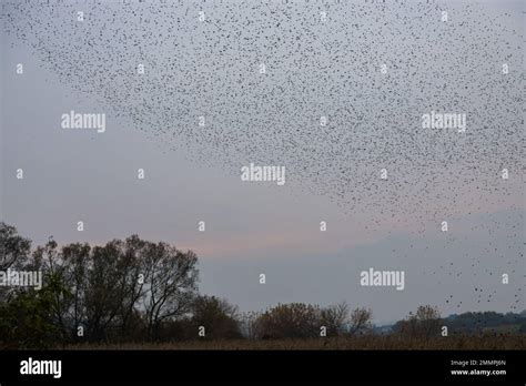 Beautiful large flock of starlings. During January and February