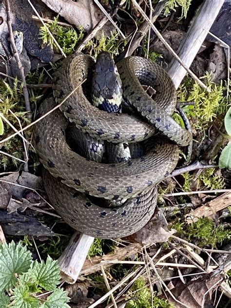 Coiled Snake © Alan Hughes Geograph Britain And Ireland