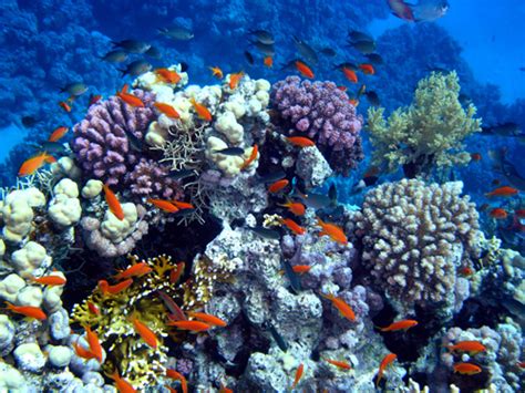 Importance Of Coral Reefs And Mangroves