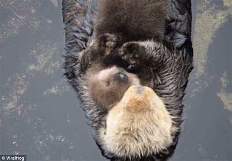 Otter Embraces Her Fluffy One Day Old Pup As They Float Together