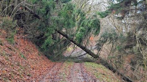 das forstamt prüm hat eine erste schadensschätzung nach sturmtief burglind gemacht rat an die