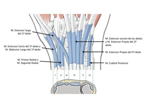 Fcm Unah Anatomía Macroscópica Vainas Sinoviales De Los Extensores