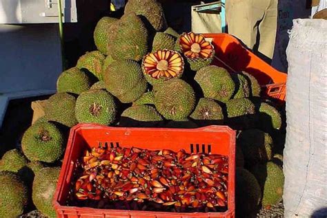 Paraná Pine Nut With Images Pine Nuts Edible Seeds