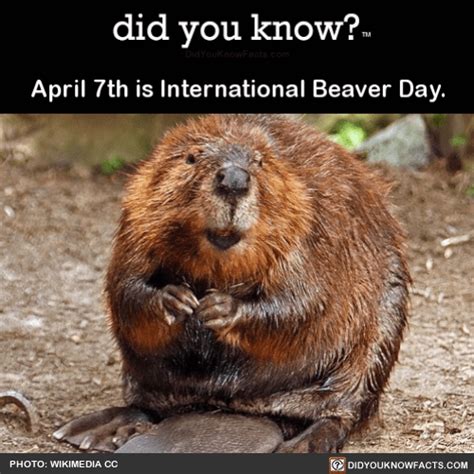 April 7th Is International Beaver Day Source Did You Know