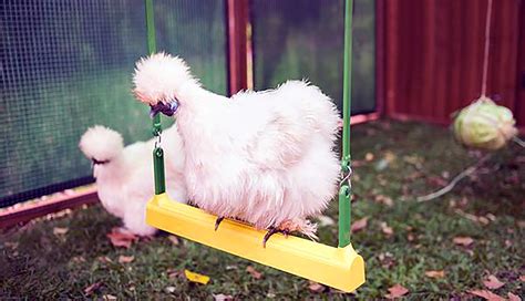 Best Chicken Toys For Entertaining Your Backyard Chickens Chicken