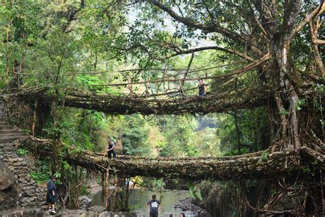 Double Decker Living Root Bridge Cherrapunji Entry Fee Photos