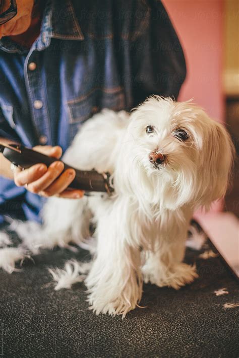 Dog Haircut For Summertime By Stocksy Contributor Studio Firma