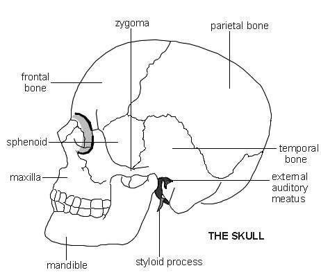 They are located at the back of the spine (posterior). Skull | Diagram | Patient