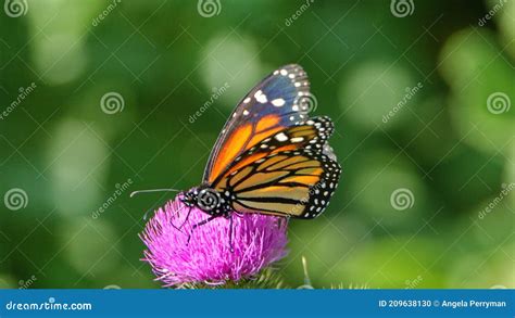 Monarch Butterfly On A Scottish Thistle Stock Photo Image Of Green