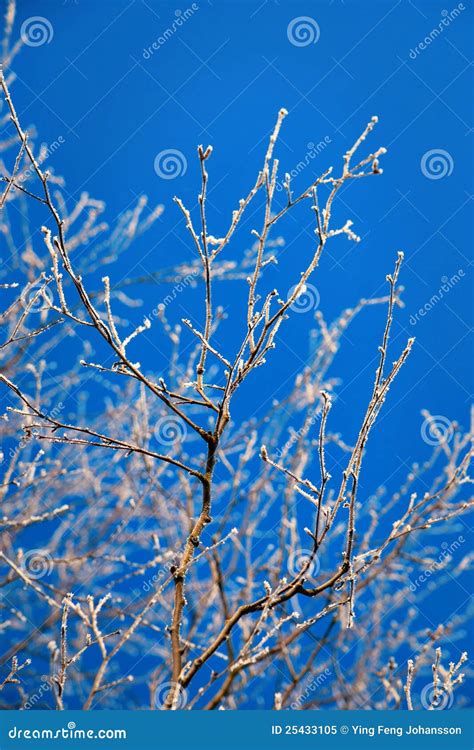 Branches With Ice Crystals Stock Image Image Of Crystal 25433105