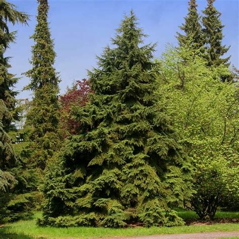 Canadian Hemlock 2 3 Ft Fast Growing Evergreen Privacy Trees Cold