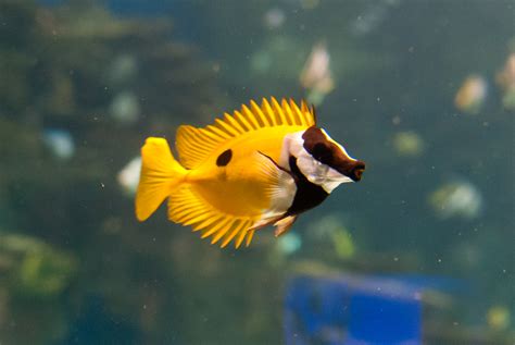 Blotched Foxface Fish Found In Florida Waters
