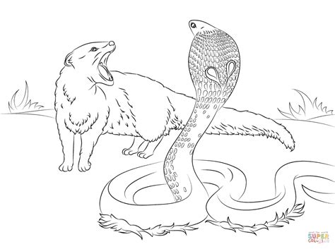 Tiger free coloring pages are a fun way for kids of all ages to develop creativity, focus, motor skills and color recognition. Mongoose Coloring Pages - Kidsuki