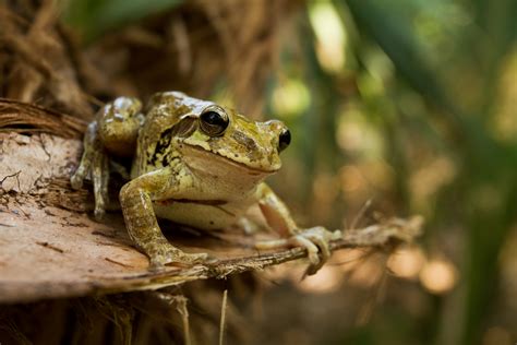 Mexican Tree Frog A Mexican Tree Frog Perches Among The Pa Flickr