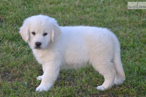 Check spelling or type a new query. Atom: English Golden Retriever puppy for sale near ...