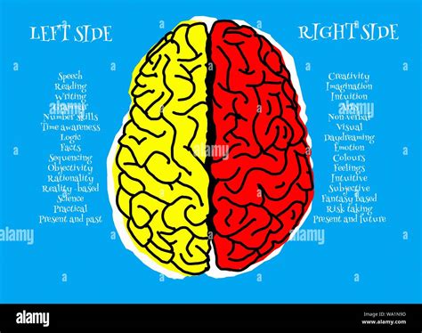 Left And Right Side Of The Human Brain Illustration Stock Photo Alamy