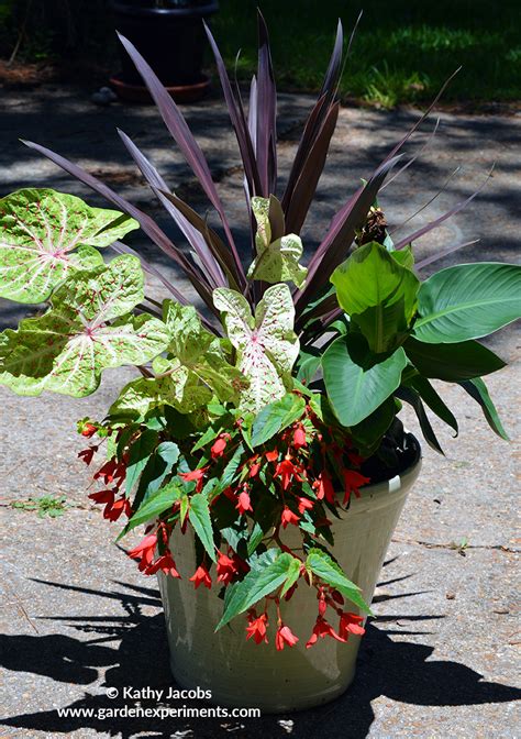 Tropical Plants Container Garden For Summer Color