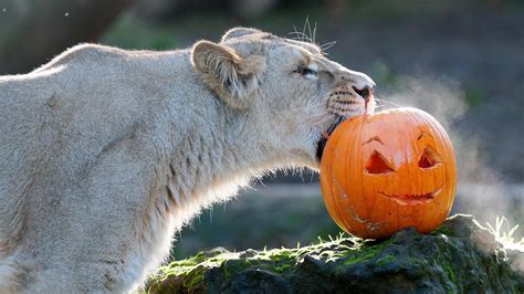 7 Hungry Zoo Animals Celebrating Halloween Photos
