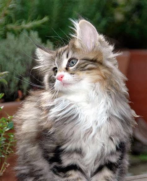 How Much Does A Norwegian Forest Kitten Cost Annie Many
