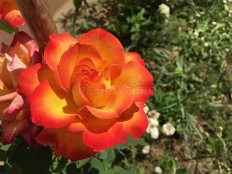 Closeup Of An Orange Garden Rose Under Sunlight In A Garden Surrounded