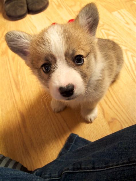 Corgi wallpaper ·① download free cool backgrounds for. Corgi Puppies 16 | NOTE: This corgi is NOT FOR SALE ...