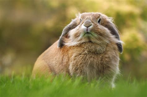 Rabbit Hd Animals 4k Wallpapers Images Backgrounds Photos And Pictures