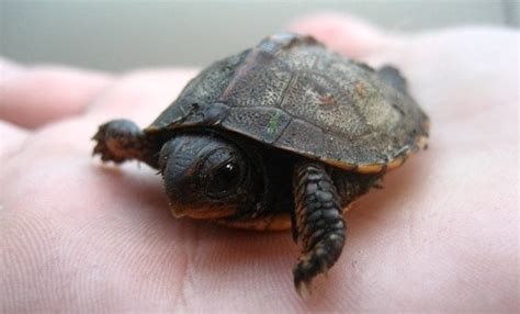 A List Of Small Pet Turtles That Stay Small The Turtle Hub
